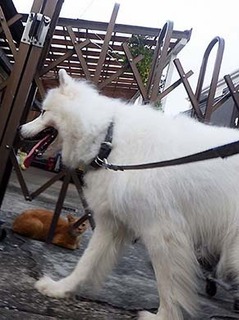 dote_i1908199.jpg