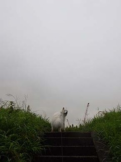 dote_i1908201.jpg