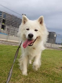 dote_i1909015.jpg