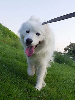dote_i19090213.jpg