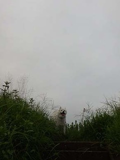 dote_i1909032.jpg