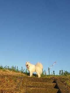 dote_i1909121.jpg