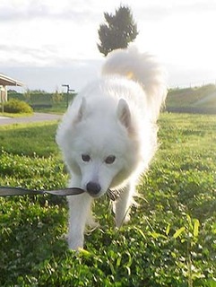 dote_i1909145.jpg