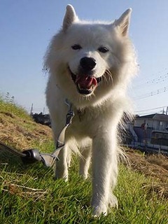 dote_i1909159.jpg