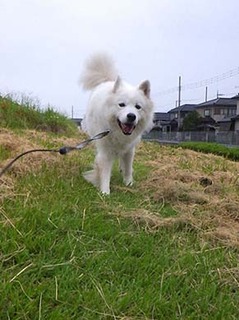 dote_i1909163.jpg