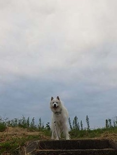 dote_i1909181.jpg