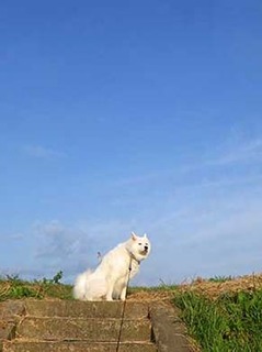 dote_i1910011.jpg