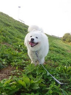 dote_i1910013.jpg