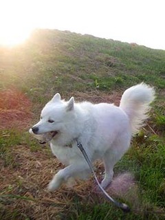 dote_i1910014.jpg