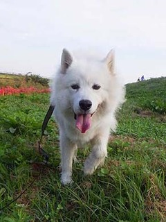 dote_i1910015.jpg