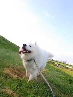 dote_i1910016.jpg