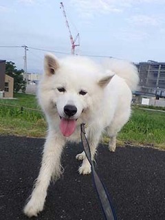 dote_i1910026.jpg