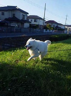 dote_i1910054.jpg