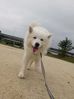 dote_i1910064.jpg