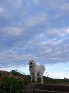 dote_i1910071.jpg