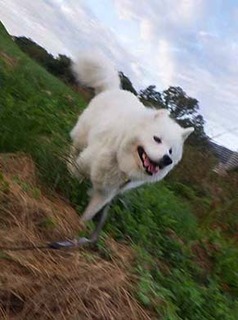 dote_i1910075.jpg