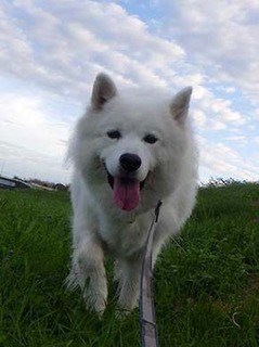 dote_i1910076.jpg