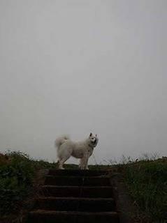 dote_i1910081.jpg