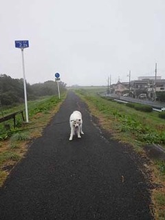dote_i1910085.jpg