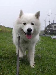 dote_i1910086.jpg