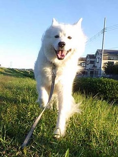 dote_i1910093.jpg