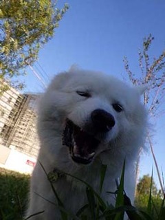 dote_i1910096.jpg