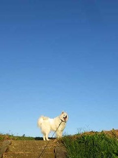 dote_i1910101.jpg