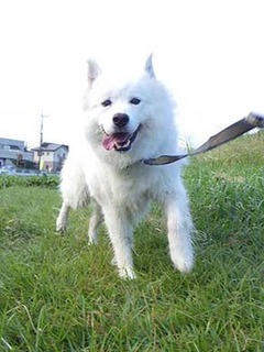 dote_i19101011.jpg