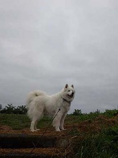 dote_i1910111.jpg