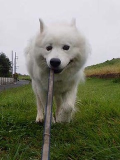 dote_i1910116.jpg