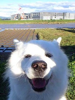 dote_i1910132.jpg