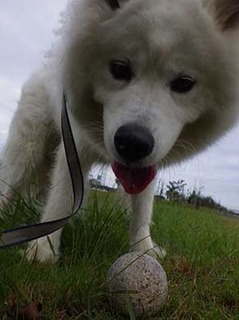 dote_i1910147.jpg