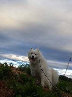 dote_i1910151.jpg