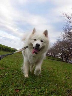 dote_i1910154.jpg