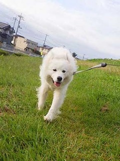 dote_i1910162.jpg