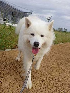 dote_i1910167.jpg