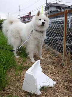 dote_i1910173.jpg