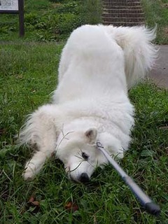 dote_i1910179.jpg
