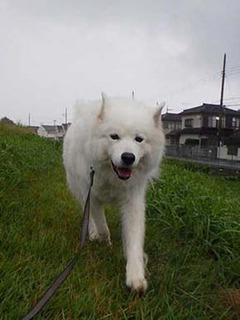 dote_i1910185.jpg