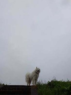 dote_i1910191.jpg