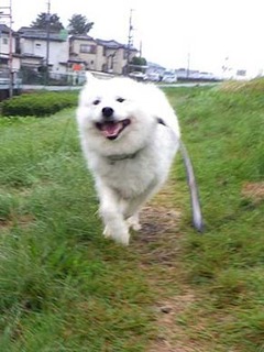 dote_i1910193.jpg