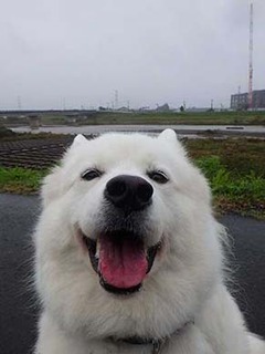 dote_i1910194.jpg