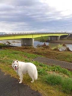 dote_i1910207.jpg