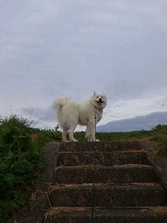 dote_i1910211.jpg