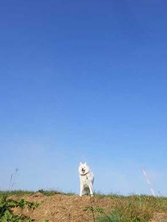 dote_i1911011.jpg