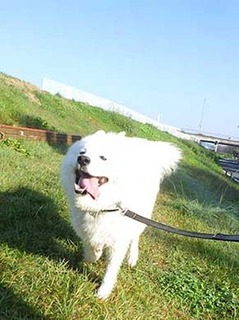 dote_i19110110.jpg