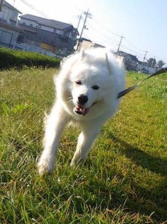 dote_i1911013.jpg