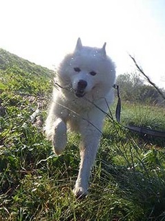 dote_i1911014.jpg