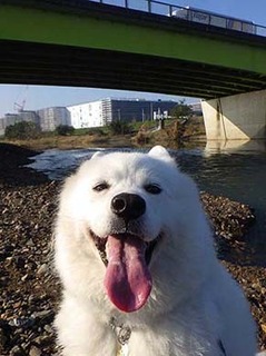 dote_i1911015.jpg