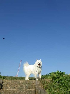 dote_i1911021.jpg